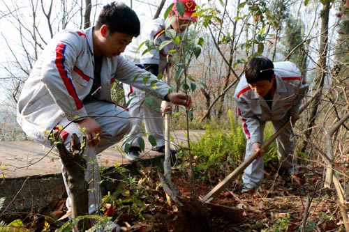 植树活动现场